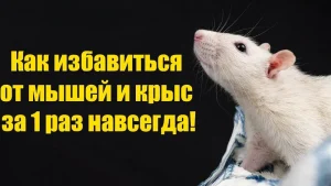 Избавляемся от грызунов с первого раза