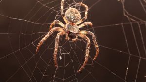 Паук на паутине