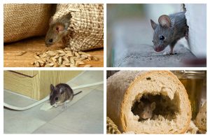 мыши в доме