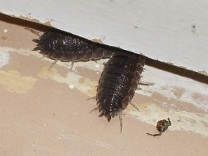 Мокрицы забились в щель после травли ядом