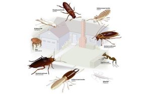 насекомые в доме