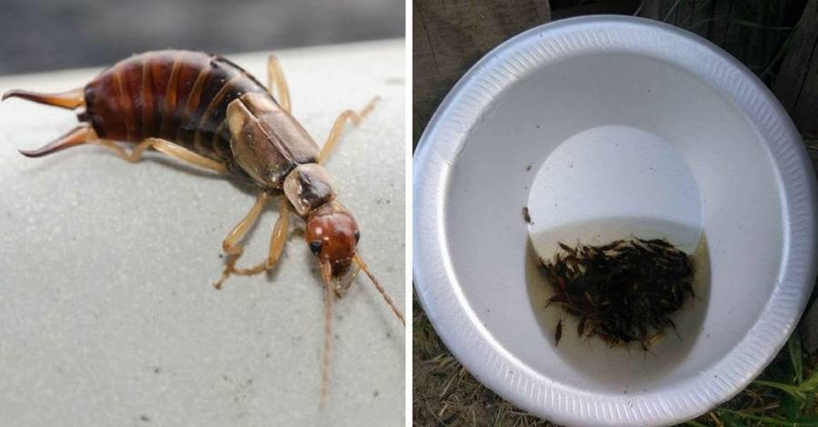 Двухвостка