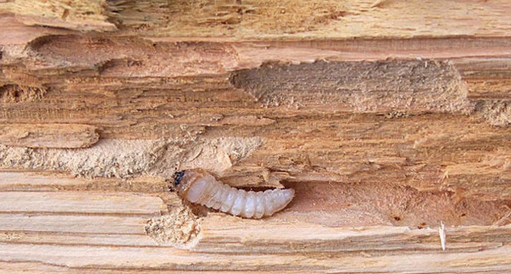 Короед в дереве