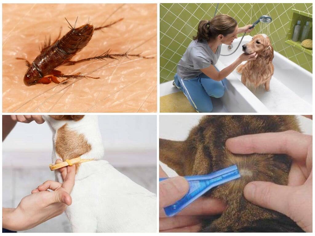 Чистка животных от блох