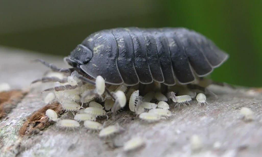 Мокрица с личинками