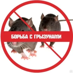 Дератизация. Уничтожение грызунов