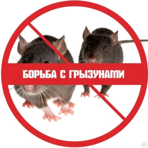 Дератизация. Уничтожение грызунов под ключ